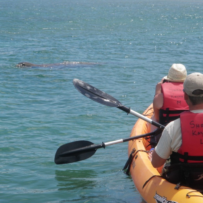 A group of kayakers coming across a seal