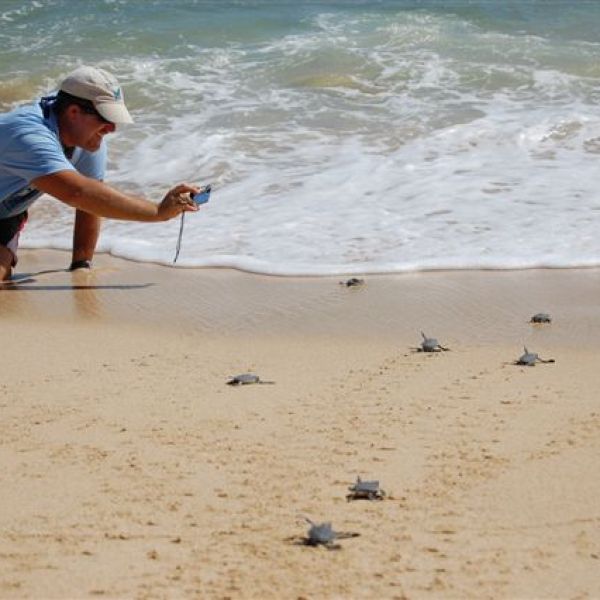 A man taking pictures of baby turtles heading into the ocean