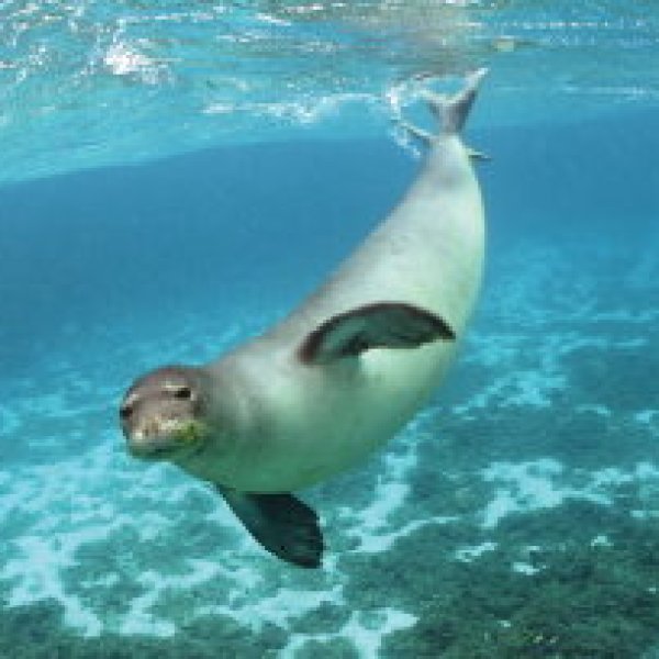 A seal swimming underwater