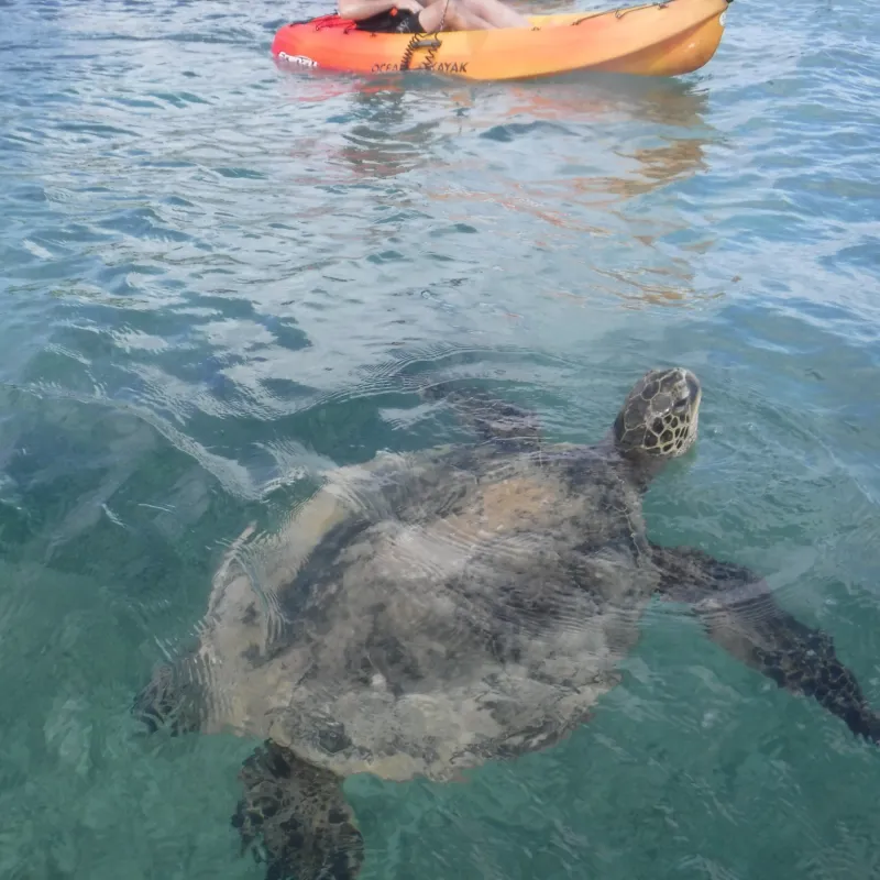 Kayakers observing a green sea turtle in the Pacific Ocean near Oahu, Hawaii