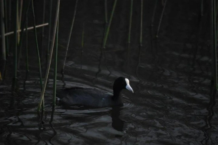 a bird that is standing in the dark