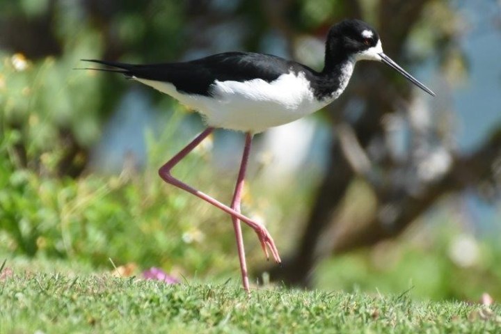 a bird that is standing in the grass