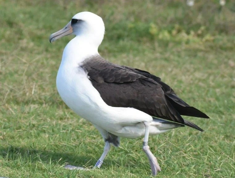 Hawaii Bird Watching Tours on Oahu | Shaka Kayaks