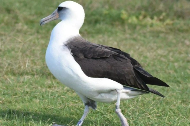 a bird that is standing in the grass