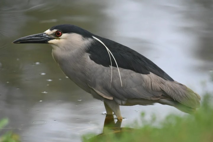 a bird standing next to a body of water