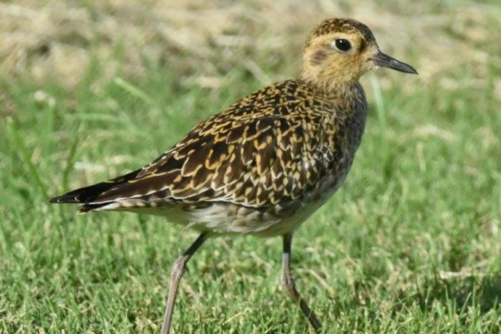 a bird standing on a grassy field