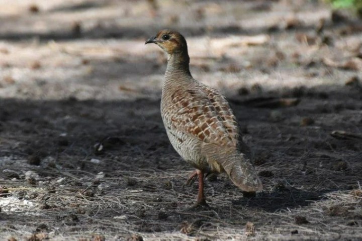 a bird standing on top of a sandy beach