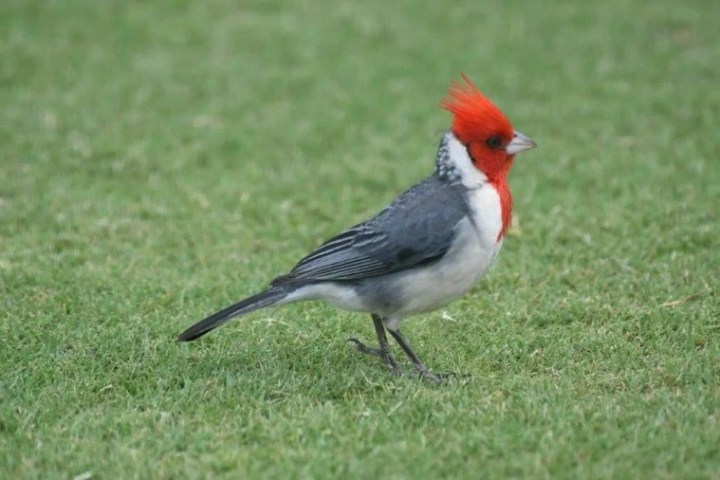 a bird standing on top of a grass covered field