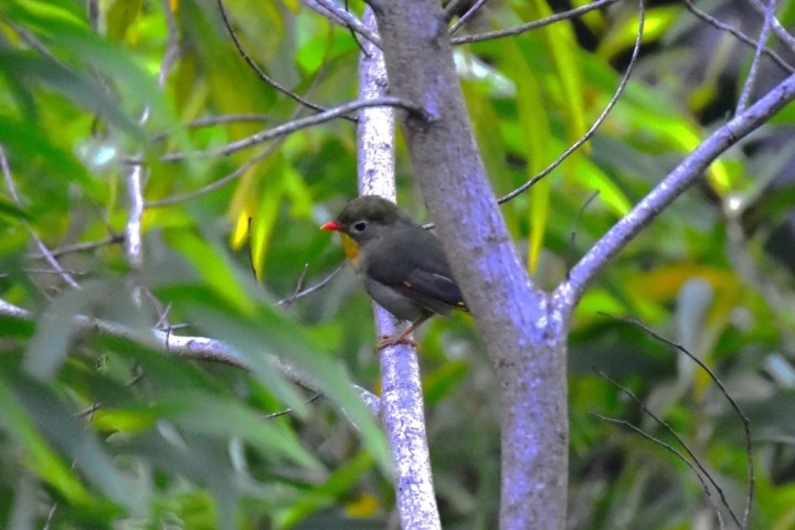 a small bird perched on a tree branch