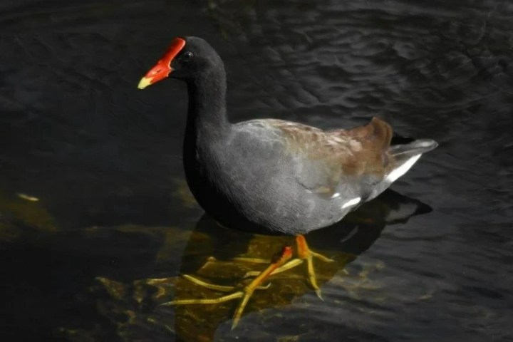 a bird standing next to a body of water