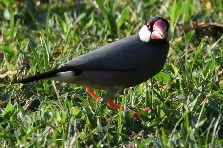 a bird that is standing in the grass