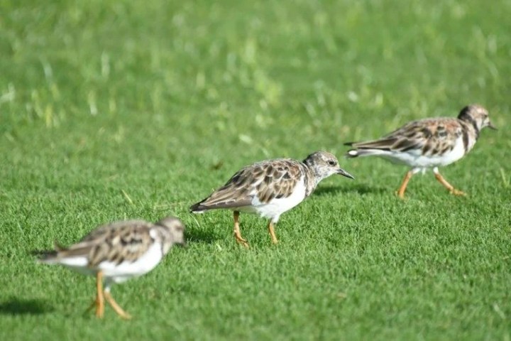 a bird standing on top of a grass covered field